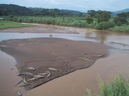 Rio Tarcoles Crocodiles2